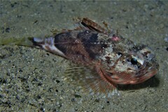 Maxillicosta scabriceps