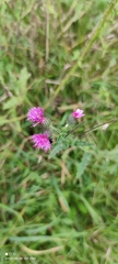 Carduus crispus