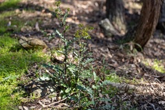 Senecio picridioides