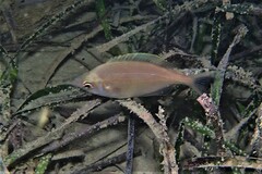 Parequula melbournensis