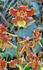 Oncidium