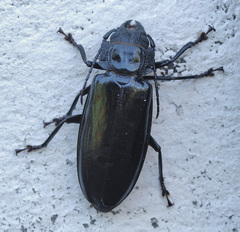 Mallodon spinibarbis