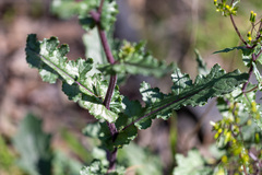 Senecio picridioides
