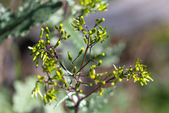 Senecio picridioides
