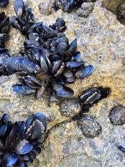Mytilus galloprovincialis