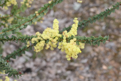 Acacia pravissima