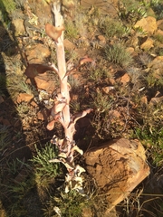 Kalanchoe thyrsiflora