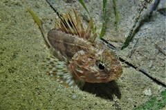 Maxillicosta scabriceps