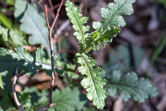 Senecio picridioides