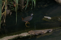 Amaurornis phoenicurus