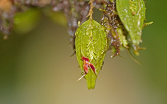 Lepanthes