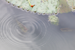 Trichopodus trichopterus