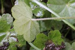 Hydrocotyle setulosa