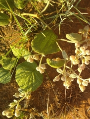 Helichrysum nudifolium