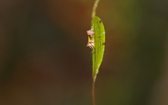Lepanthes