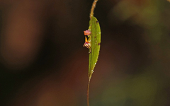 Lepanthes