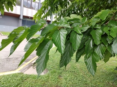 Morus nigra