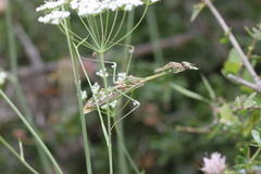 Empusa fasciata