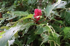 Phytolacca japonica