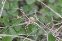 Empusa fasciata