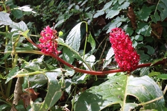 Phytolacca japonica