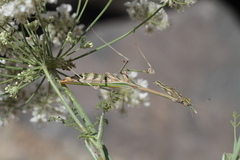 Empusa fasciata