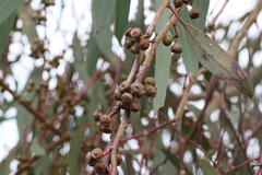 Eucalyptus mannifera