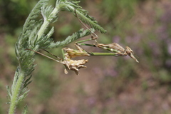 Empusa fasciata