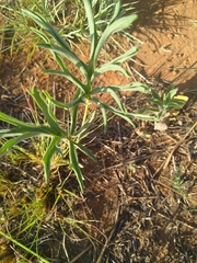 Hibiscus microcarpus