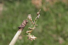 Empusa fasciata
