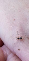 Microlinyphia pusilla