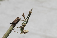 Empusa fasciata