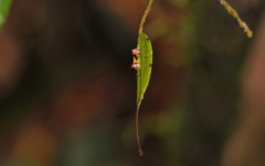 Lepanthes