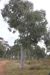 Eucalyptus mannifera