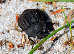 Tenebrionidae