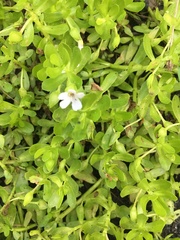 Bacopa