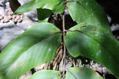 Cyrtomium caryotideum