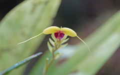 Scaphosepalum grande, photograph (c) Christoph Moning, some rights reserved (CC BY)