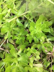 Bacopa