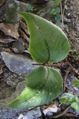 Cyrtomium caryotideum