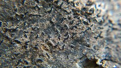 Pseudoschismatomma rufescens