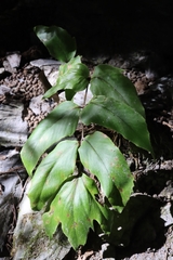 Cyrtomium caryotideum