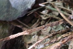 Cyrtomium caryotideum