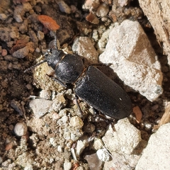 Spondylis buprestoides