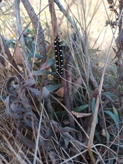 Hyles euphorbiae