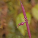 Lepanthes aciculifolia - Photo (c) Christoph Moning, alguns direitos reservados (CC BY), uploaded by Christoph Moning