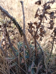 Hyles euphorbiae