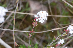 Leucopogon