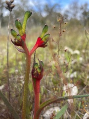 Anigozanthos bicolor