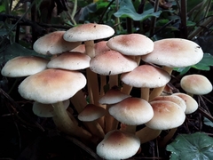 Hypholoma fasciculare